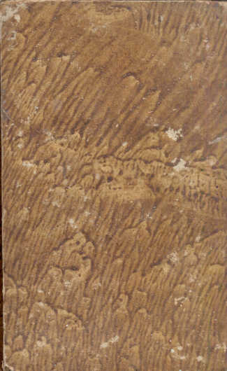 Sterne: The Life and Opinions