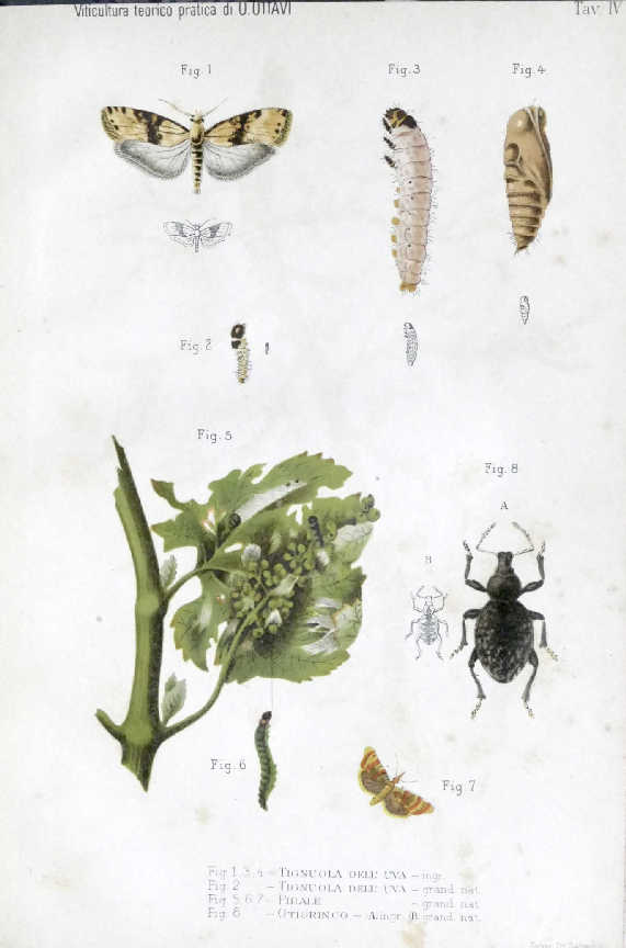 Viticoltura