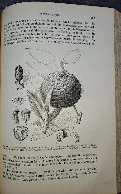 Prantl's Lehrbuch Der Botanik