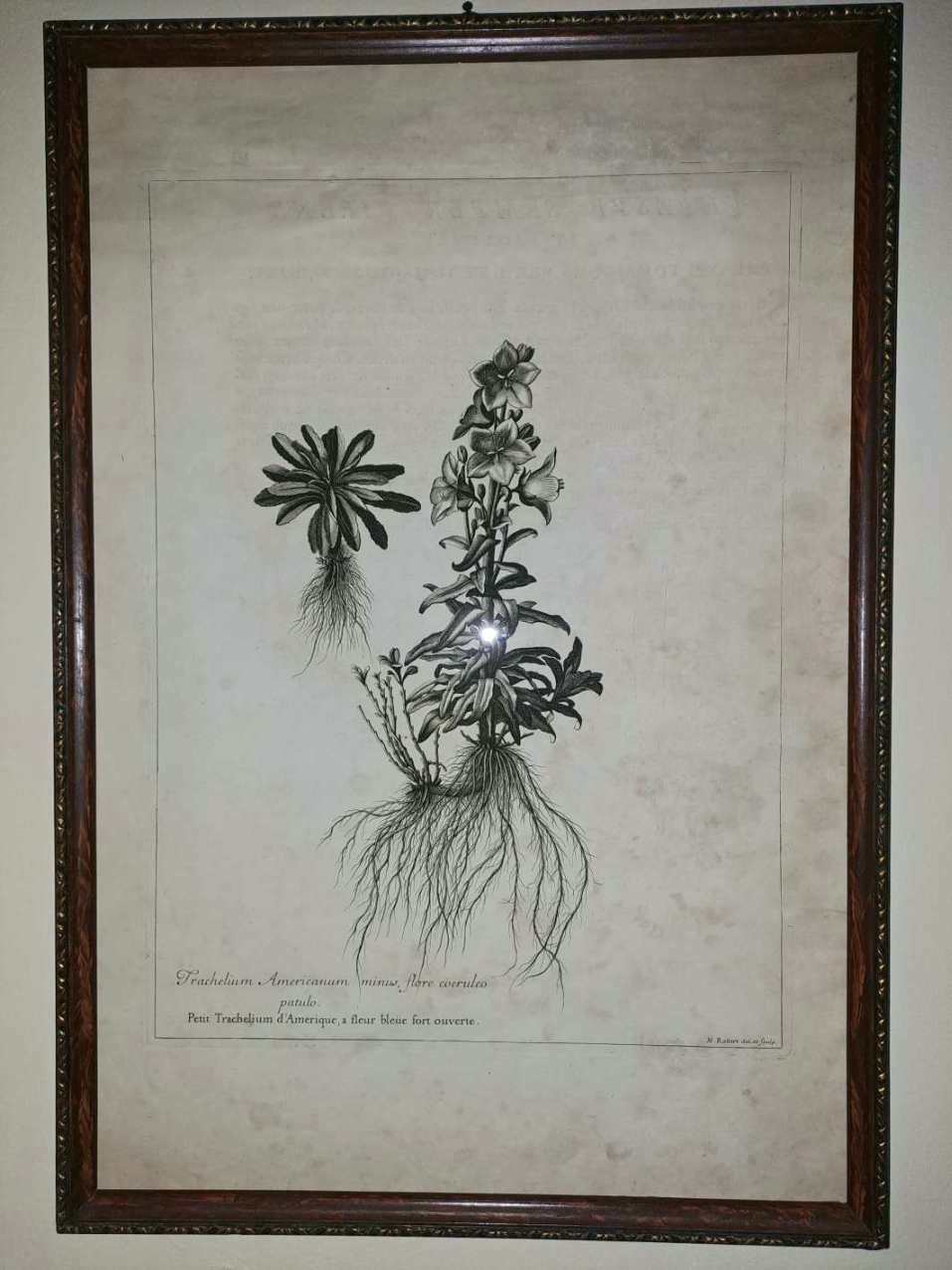Trachelium Americanum