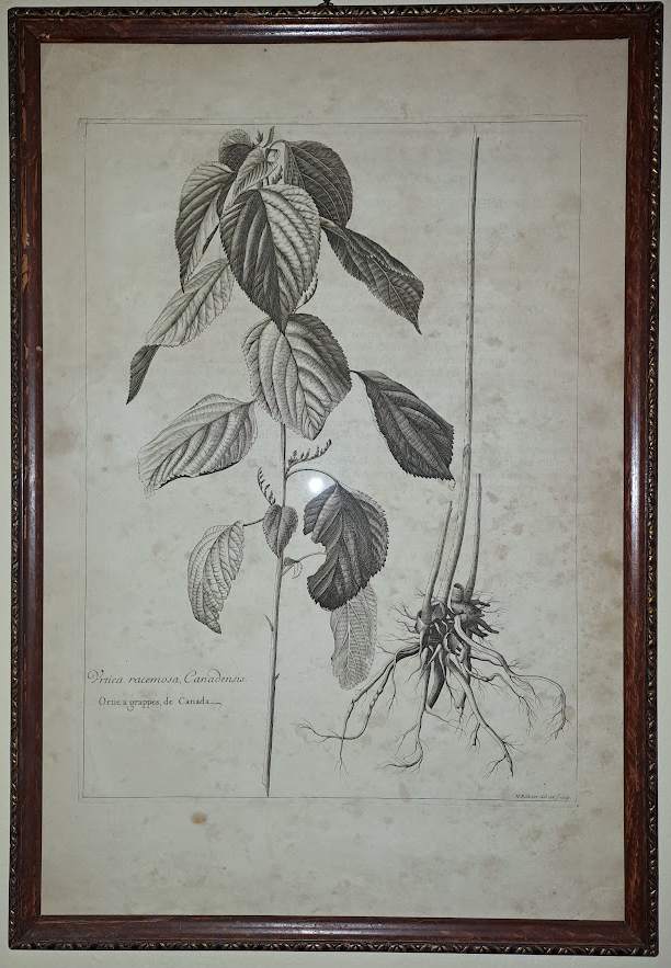 Nicolas Robert: Urtica racemosa Canadensis 