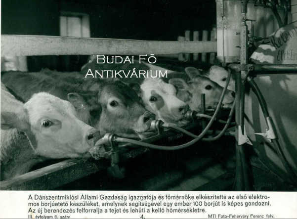 Dánszentmiklósi Áll. Gazd.-i borjúetető