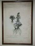 Trachelium Americanum