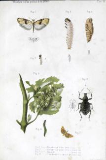 Viticoltura
