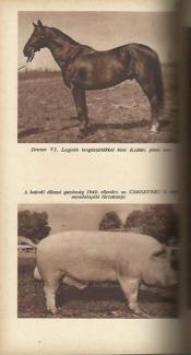 62. Országos Mezőgazdasági Kiállítás