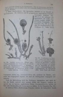 Prantl's Lehrbuch Der Botanik