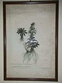 Trachelium Americanum